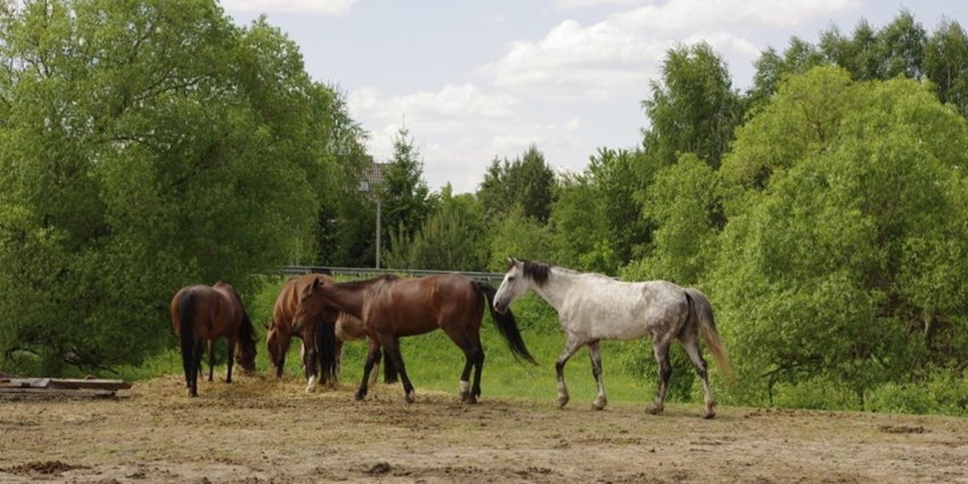 Приглашение в поездку в конный клуб «Орловский» (28 июня)
